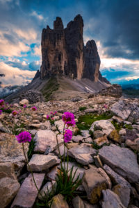 Tre Cime di Lavaredo, Sexten, Belluno, Rifugio Auronzo, South Tyrol, Dolomites, Italy, Flowers and rocks in foreground, Tre Cime di Lavaredo, Sexten, Belluno, Rifugio Auronzo, South Tyrol, Dolomites, Italy, Flowers and rocks in foreground,