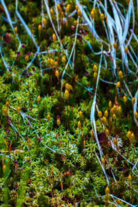 Europe, Germany, Bavaria, Bavarian Forest, National Park, close up from blooming moss, Europe, Germany, Bavaria, Bavarian Forest, National Park, close up from blooming moss,