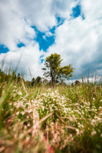 Europe, Germany, Bavaria, Bavarian Forest, National Park, alpine meadow with tree Europe, Germany, Bavaria, Bavarian Forest, National Park, alpine meadow with tree