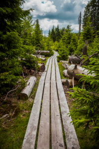 Europe, Germany, Bavaria, Bavarian Forest, National Park, hiking trail made of wo wooden planks Europe, Germany, Bavaria, Bavarian Forest, National Park, hiking trail made of wo wooden planks