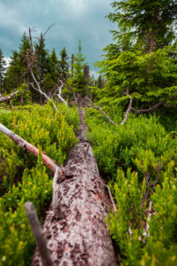 Europe, Germany, Bavaria, Bavarian Forest, National Park, fallen tree at ground Europe, Germany, Bavaria, Bavarian Forest, National Park, fallen tree at ground