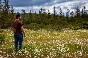 Europe, Germany, Bavaria, Bavarian Forest, National Park, Man standing in blooming cotton gras field Europe, Germany, Bavaria, Bavarian Forest, National Park, Man standing in blooming cotton gras field