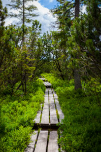 Europe, Germany, Bavaria, Bavarian Forest, National Park, hiking trail between bushes and trees, Europe, Germany, Bavaria, Bavarian Forest, National Park, hiking trail between bushes and trees,
