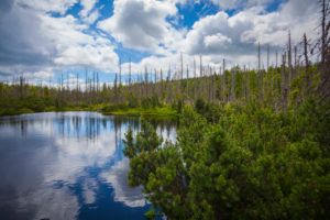 Europe, Germany, Bavaria, Bavarian Forest, National Park, Latschensee Lake, Reflection of sky and trees, Europe, Germany, Bavaria, Bavarian Forest, National Park, Latschensee Lake, Reflection of sky and trees,