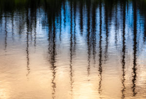 Europe, Germany, Bavaria, Bavarian Forest, National Park, tree refelcetion in water Europe, Germany, Bavaria, Bavarian Forest, National Park, tree refelcetion in water