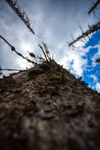 Europe, Germany, Bavaria, Bavarian Forest, National Park, Tree view from low angle Europe, Germany, Bavaria, Bavarian Forest, National Park, Tree view from low angle