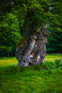 Europe, Germany, Bavaria, Bavarian Forest, National Park, old tree trunk, Europe, Germany, Bavaria, Bavarian Forest, National Park, old tree trunk,