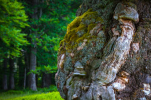 Europe, Germany, Bavaria, Bavarian Forest, National Park, Old Tree trunk Europe, Germany, Bavaria, Bavarian Forest, National Park, Old Tree trunk