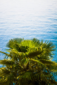 Europe, Italy, Lago di Garda, Limone sul Garda, palm trees on the lakeshore, Europe, Italy, Lago di Garda, Limone sul Garda, palm trees on the lakeshore,