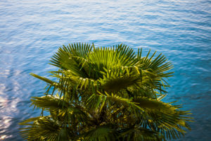 Europe, Italy, Lago di Garda, Limone sul Garda, palm trees on the lakeshore, Europe, Italy, Lago di Garda, Limone sul Garda, palm trees on the lakeshore,