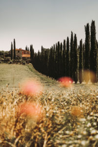 Europe, Italy, Agriturismo Covili, Farmhouse Poggio Covili, Cypress Alley, Tuscany, Tuscan Landscape, Province of Siena,Castiglione D'orcia, Europe, Italy, Agriturismo Covili, Farmhouse Poggio Covili, Cypress Alley, Tuscany, Tuscan Landscape, Province of Siena,Castiglione D'orcia,