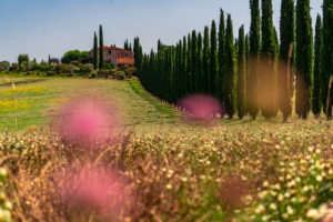 Europe, Italy, Agriturismo Covili, Farmhouse Poggio Covili, Cypress Alley, Tuscany, Tuscan Landscape, Province of Siena,Castiglione D'orcia, Europe, Italy, Agriturismo Covili, Farmhouse Poggio Covili, Cypress Alley, Tuscany, Tuscan Landscape, Province of Siena,Castiglione D'orcia,