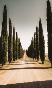 Europe, Italy, Agriturismo Covili, Farmhouse Poggio Covili, Cypress Alley, Tuscany, Tuscan Landscape, Province of Siena,Castiglione D'orcia, Europe, Italy, Agriturismo Covili, Farmhouse Poggio Covili, Cypress Alley, Tuscany, Tuscan Landscape, Province of Siena,Castiglione D'orcia,