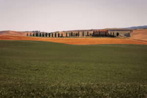 Europe, Italy, Agriturismo Covili, Farmhouse Poggio Covili, Cypress Alley, Tuscany, Tuscan Landscape, Province of Siena,Castiglione D'orcia, Europe, Italy, Agriturismo Covili, Farmhouse Poggio Covili, Cypress Alley, Tuscany, Tuscan Landscape, Province of Siena,Castiglione D'orcia,