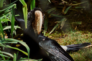 silvery-cheeked hornbill bird, Bycanistes brevis, behind palm leaves, Copyspace