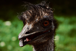 Close up from emu  head Dromaius novaehollandiae against green background,