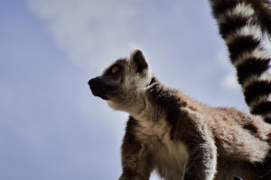 Single Ring-tailed lemur, Lemur catta sitting on tree branches against blue sky, close up,