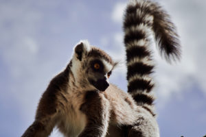 Single Ring-tailed lemur, Lemur catta sitting on tree branches against blue sky, close up,