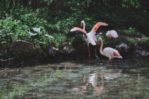 Pink Flamingos or flamingoes, wading bird, Phoenicopteridae, at the lake in forest,