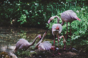 Pink Flamingos or flamingoes, wading bird, Phoenicopteridae, at the lake in forest,