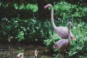 Pink Flamingos or flamingoes, wading bird, Phoenicopteridae, at the lake in forest,