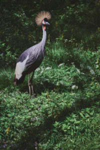single grey crowned crane, Balearica regulorum, standing on blooming grass field in the forest, National bird of Uganda