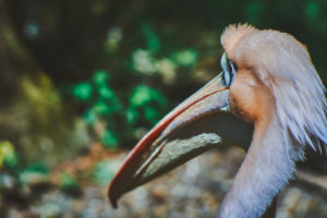 Close up of head from Great White Pelican Pelecanus onocrotalus with blurred background,
