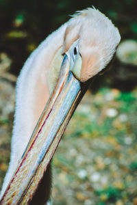 Close up of head from Great White Pelican Pelecanus onocrotalus with blurred background,