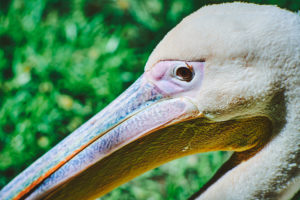 Close up of head from Great White Pelican Pelecanus onocrotalus with blurred background,