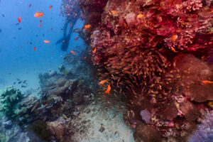 Scuba diving in the Red Sea, Makadi Bay, North Africa, Coral Reef with swarm of fishes,