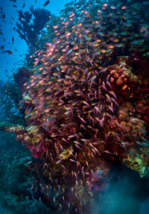 Scuba diving in the Red Sea, Makadi Bay, North Africa, Coral Reef with swarm of fishes,