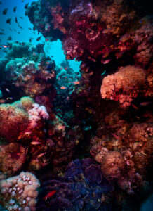 Scuba diving in the Red Sea, Makadi Bay, North Africa, Coral Reef with swarm of fishes,