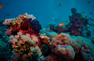 Scuba diving in the Red Sea, Makadi Bay, North Africa, Coral Reef with swarm of fishes,