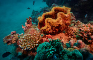 Scuba diving in the Red Sea, Makadi Bay, North Africa,