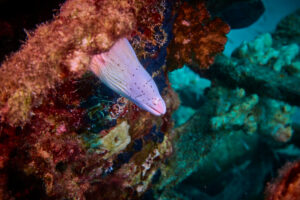 Scuba diving in the Red Sea, Makadi Bay, North Africa, Moray eel,
