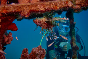 Scuba diving in the Red Sea, Makadi Bay, North Africa, lionfish