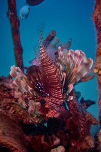 Scuba diving in the Red Sea, Makadi Bay, North Africa, lionfish