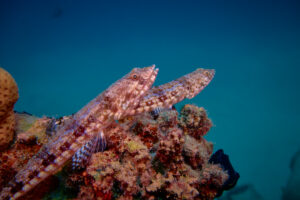 Scuba diving in the Red Sea, Makadi Bay, North Africa,