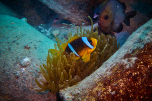 Scuba diving in the Red Sea, Makadi Bay, North Africa,