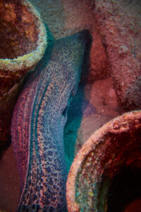 Scuba diving in the Red Sea, Makadi Bay, North Africa, Moray eel,