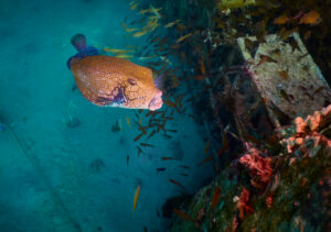 Scuba diving in the Red Sea, Makadi Bay, North Africa, Boxfish