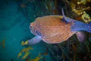 Scuba diving in the Red Sea, Makadi Bay, North Africa, Boxfish