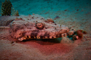 Scuba diving in the Red Sea, Makadi Bay, North Africa,