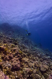 Scuba diving at Coral Reef, Makadi Bay, Hurghada, Egypt, Red Sea
