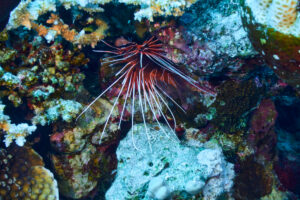 Scuba diving at Coral Reef, Makadi Bay, Hurghada, Egypt, Red Sea, Lionfish