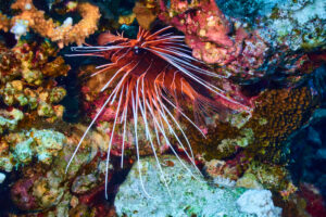 Coral reef diving, Makadi Bay, Hurghada, Egypt, Red Sea, lionfish