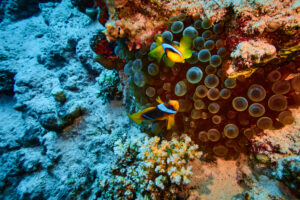 Scuba diving at Coral Reef, Makadi Bay, Hurghada, Egypt, Red Sea, Clownfish, Anemone,
