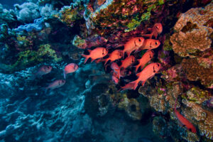 Scuba diving at Coral Reef, Makadi Bay, Hurghada, Egypt, Red Sea, Soldierfish