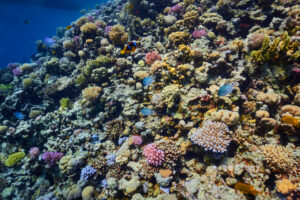 Scuba diving at Coral Reef, Makadi Bay, Hurghada, Egypt, Red Sea