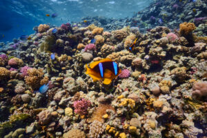 Scuba diving at Coral Reef, Makadi Bay, Hurghada, Egypt, Red Sea